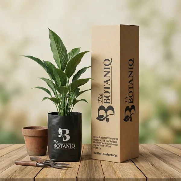 Peace_Lily_(Spathiphyllum)