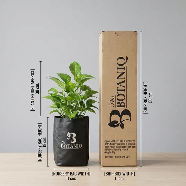 Pothos_(Golden_Pothos)