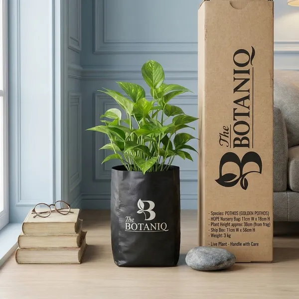 Pothos_(Golden_Pothos)