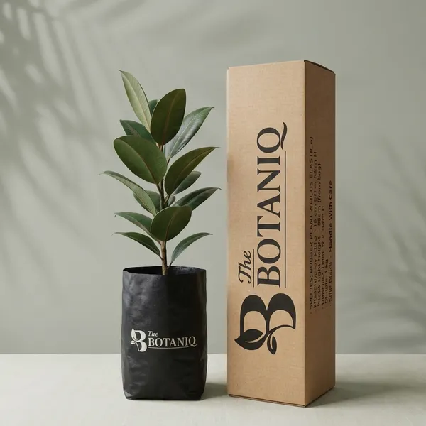 Rubber_Plant_(Ficus_Elastica)