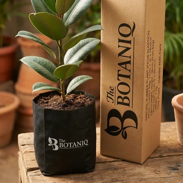 Rubber_Plant_(Ficus_Elastica)