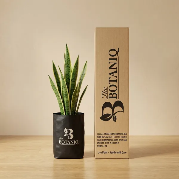 Snake_Plant_(Sansevieria)