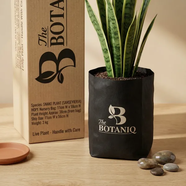 Snake_Plant_(Sansevieria)