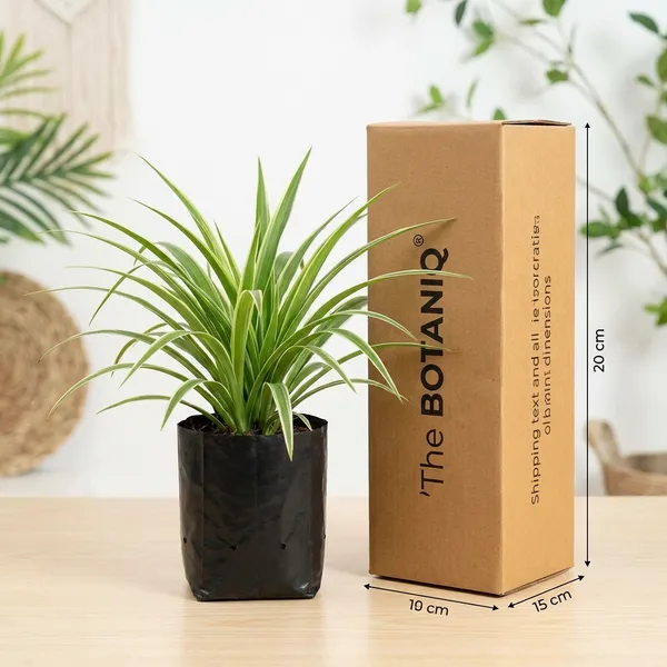 Spider_Plant_(Chlorophytum_Comosum)