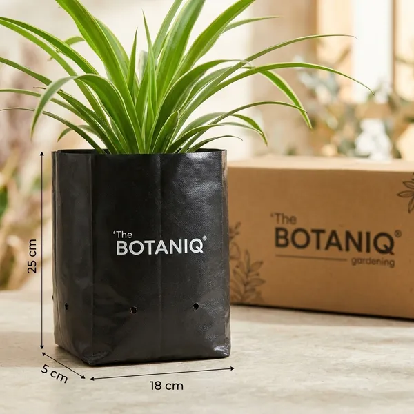 Spider_Plant_(Chlorophytum_Comosum)