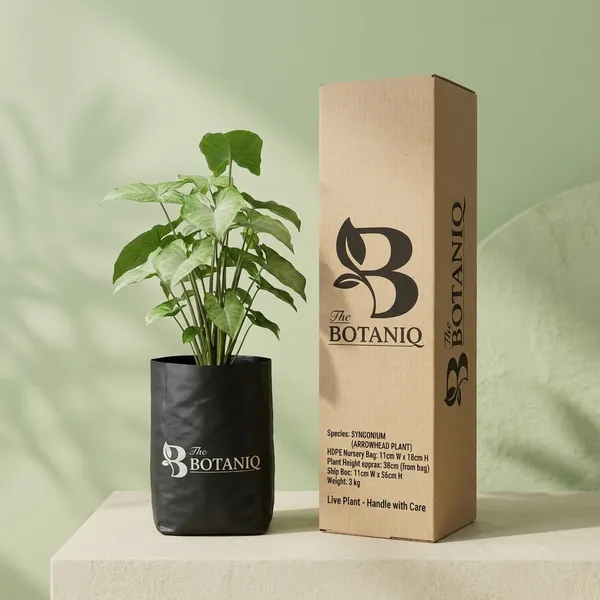 Syngonium_(Arrowhead_Plant)