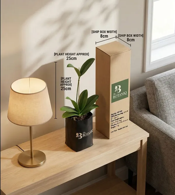Orchid_Plant