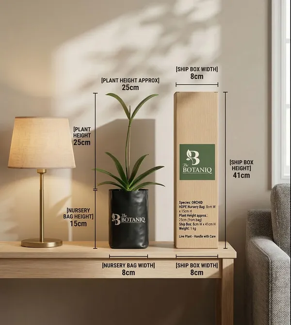 Orchid_Plant