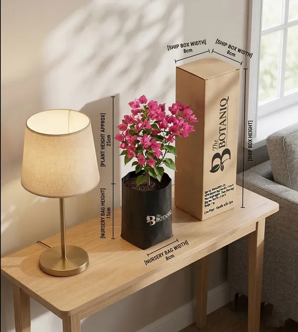 Bougainvillea___Plant