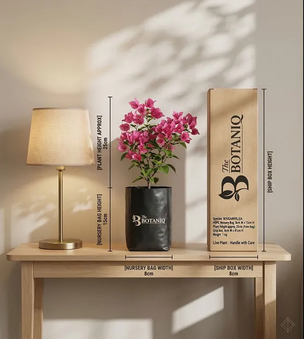 Bougainvillea___Plant