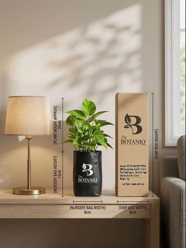 Pothos_Golden_Pothos_Plant