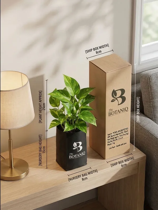 Pothos_Golden_Pothos_Plant