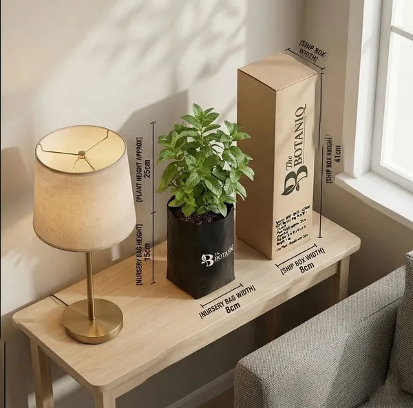 Mint_-_Basil_-_Gemini_Plant