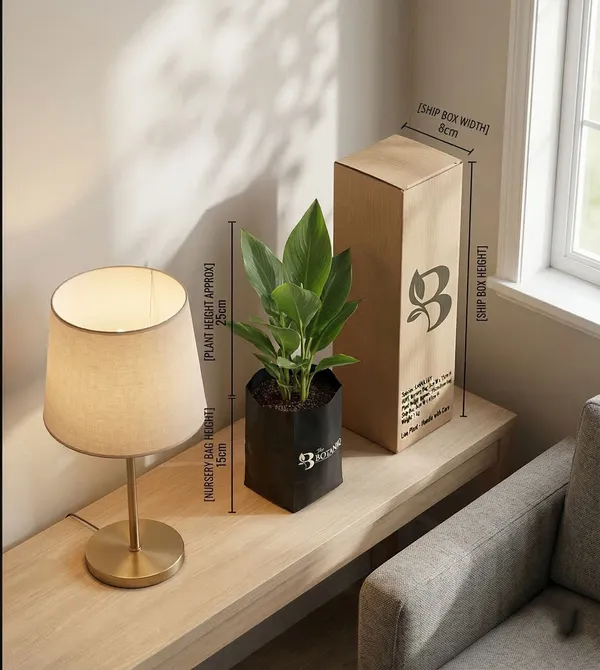 Canna_Lily_Plant