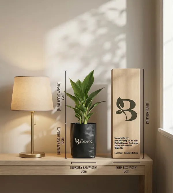 Canna_Lily_Plant