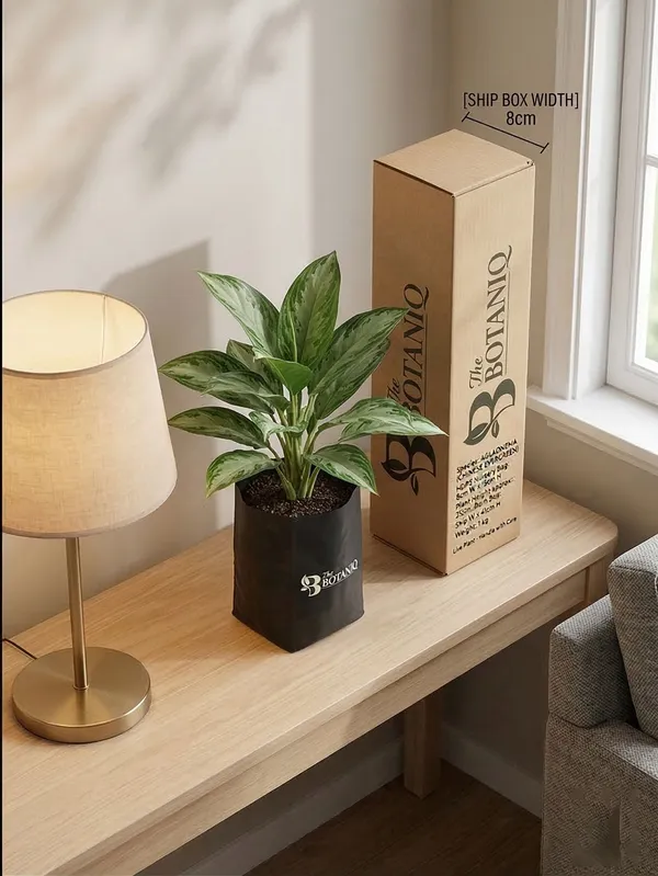 Aglaonema_Chinese_Evergreen_Plant