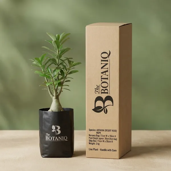 Adenium_(Desert_Rose)