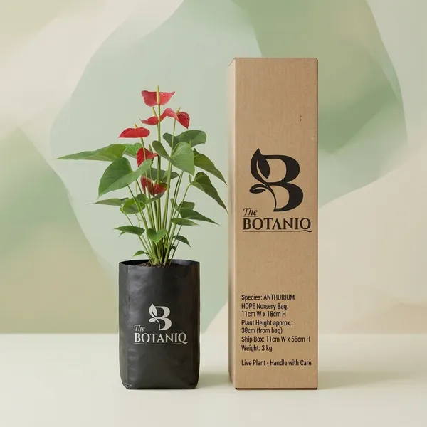 Anthurium