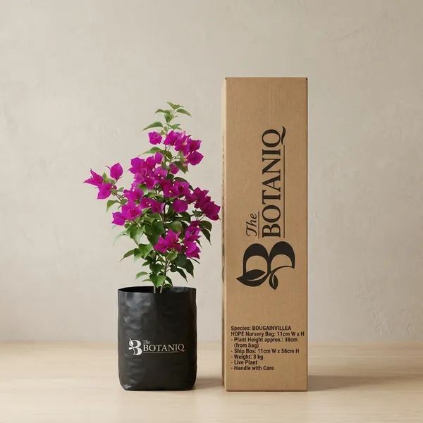 Bougainvillea