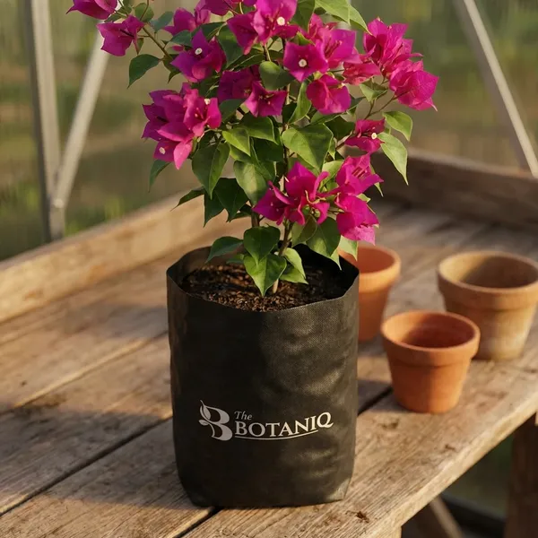 Bougainvillea