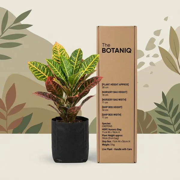 Crotons