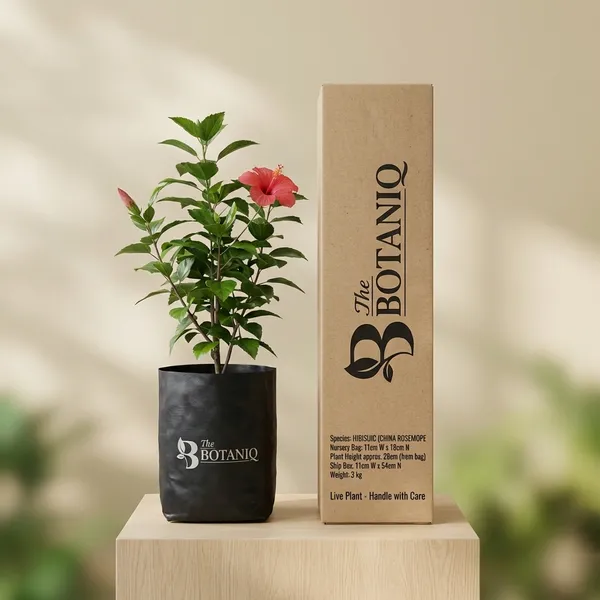 Hibiscus_(China_Rose)