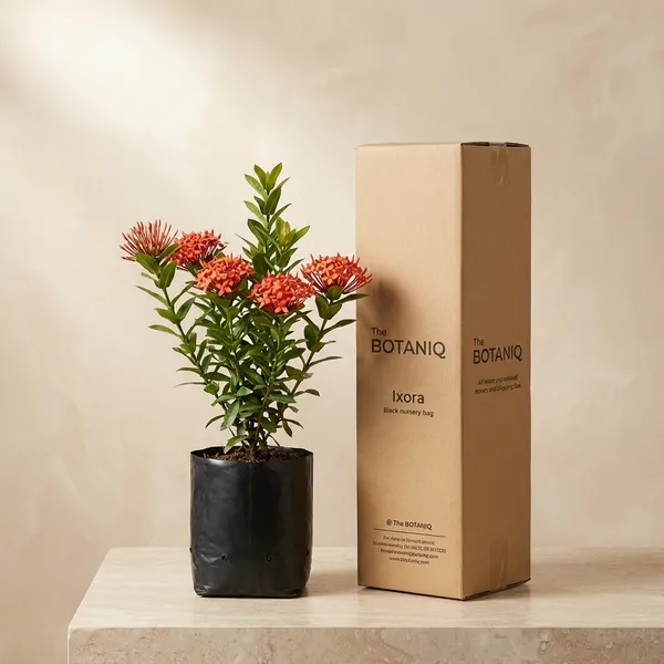Ixora_(Rugmini)