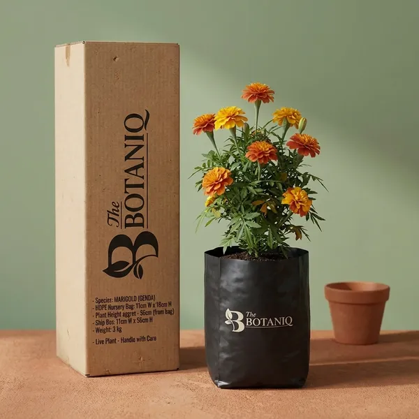 Marigold_(Genda)