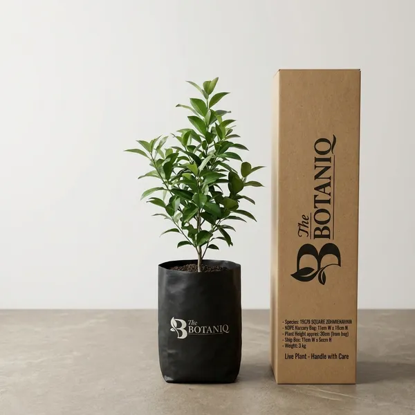 Murraya_(Orange_Jasmine/Kamini)