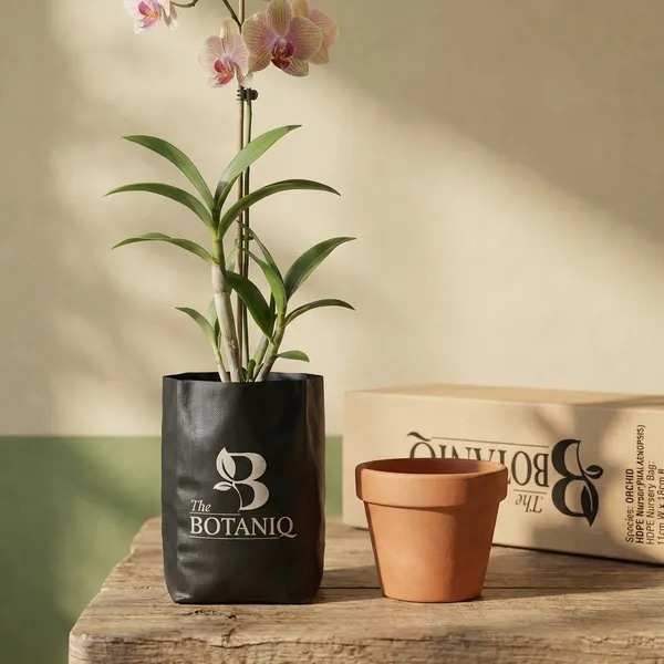 Orchid_(Dendrobium/Phalaenopsis)