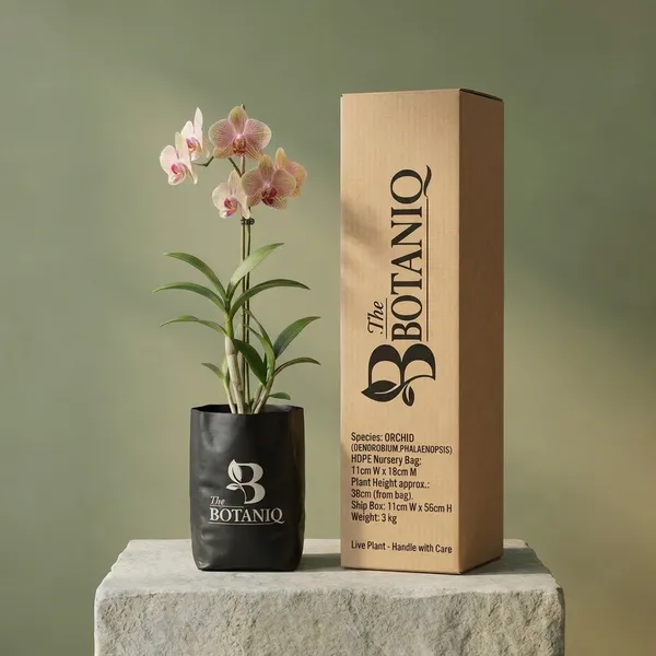 Orchid_(Dendrobium/Phalaenopsis)