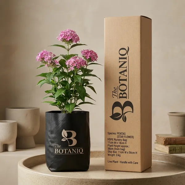 Pentas_(Star_Flower)