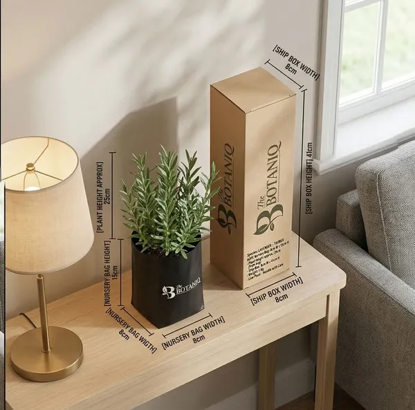 Lavender_-_Taurus_Plant