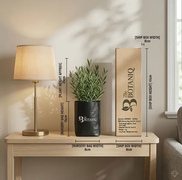 Lavender_-_Taurus_Plant