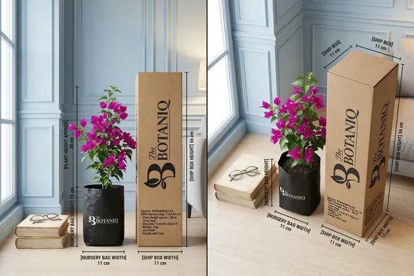 Bougainvillea