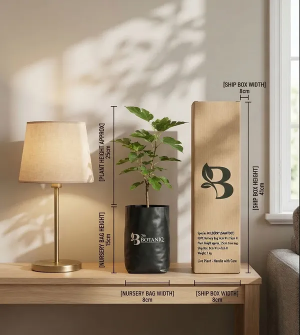 Mulberry_Shahtoot_Plant