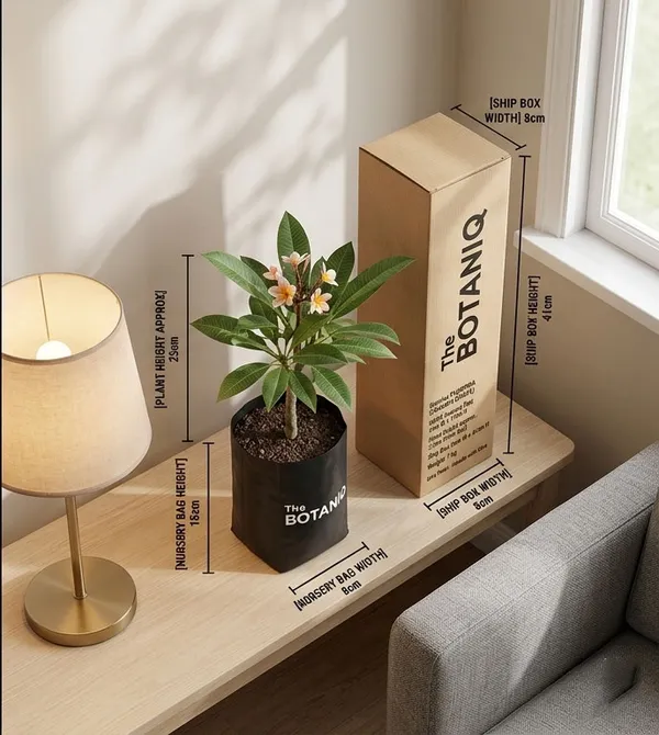 Plumeria_Champa/Chafa_Plant