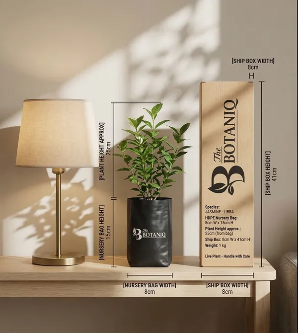 Jasmine_-_Libra_Plant