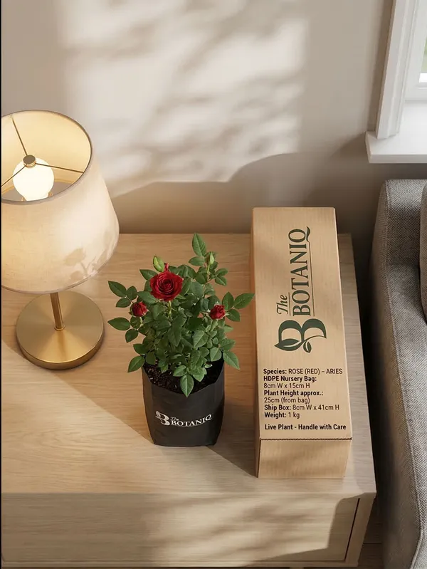 Rose_Red_-_Aries_Plant