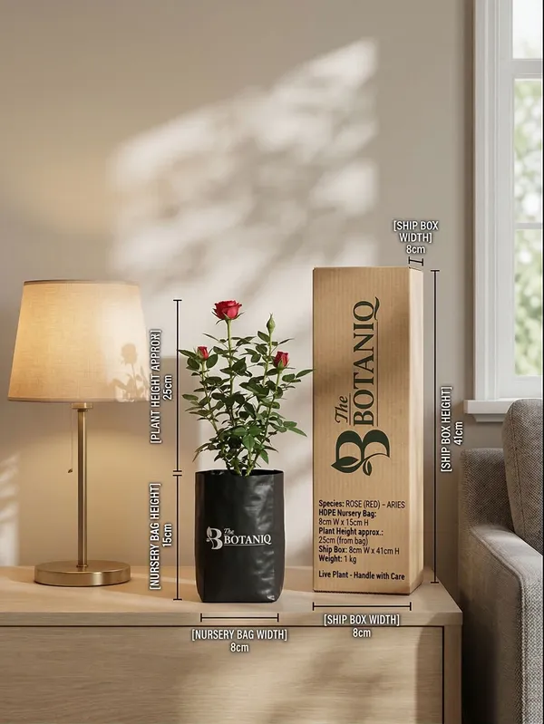 Rose_Red_-_Aries_Plant
