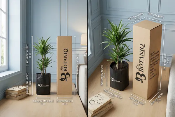 Dracaena_Dara