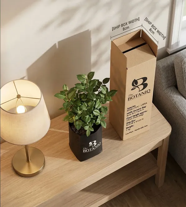 Rose_Tea_-_Libra_Plant