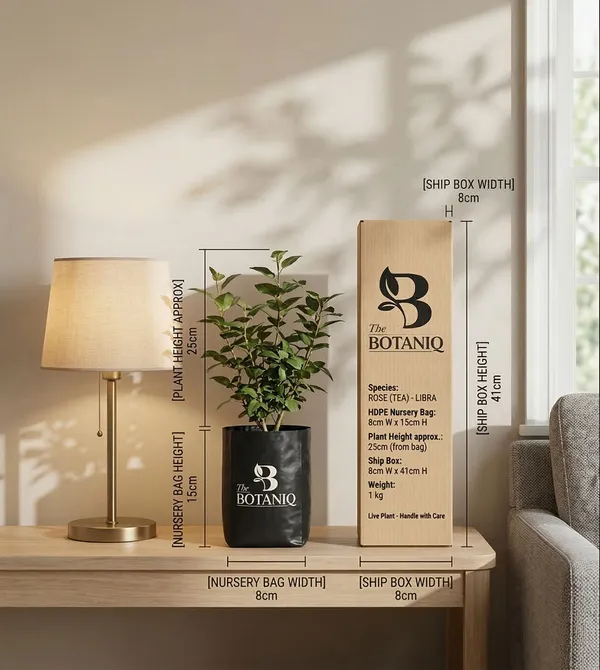 Rose_Tea_-_Libra_Plant