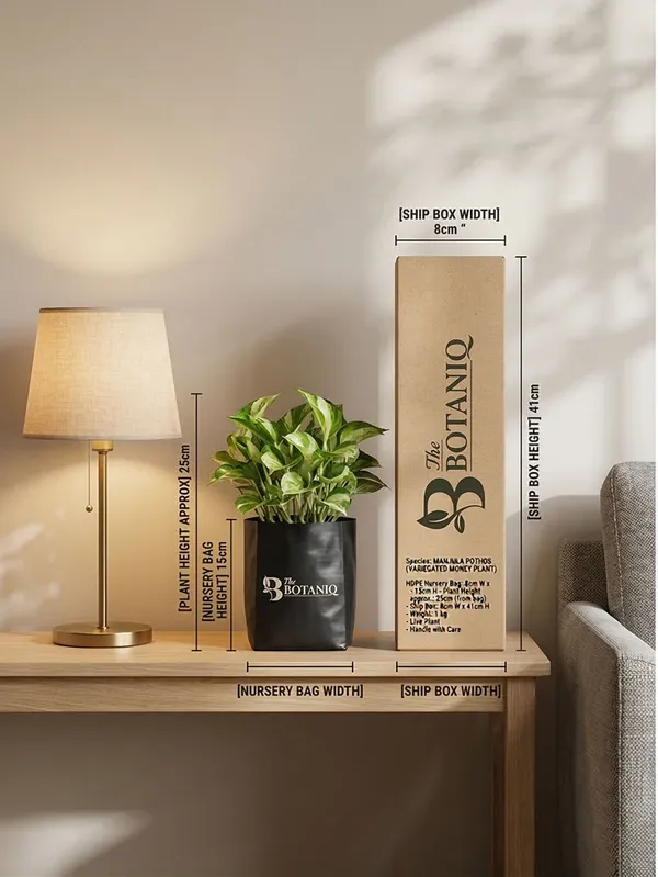 Manjula_Pothos_Variegated_Money___Plant