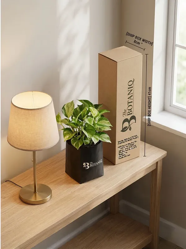 Manjula_Pothos_Variegated_Money___Plant