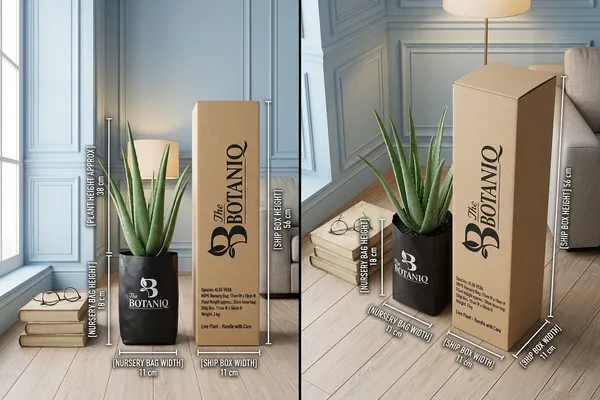 Aloe_Vera