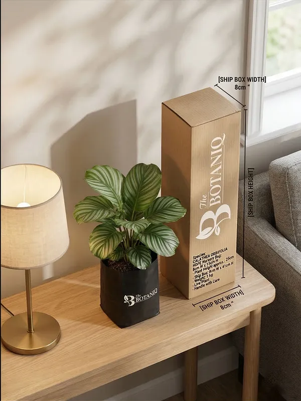 Calathea_Orbifolia_Plant