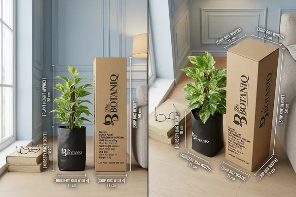 Money_Plant_(Epipremnum_Aureum)