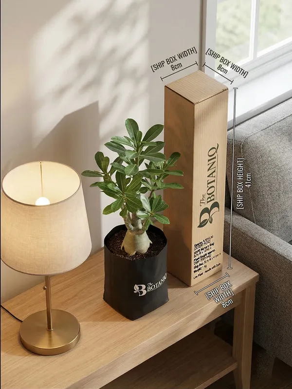 Adenium_Desert_Rose_Plant