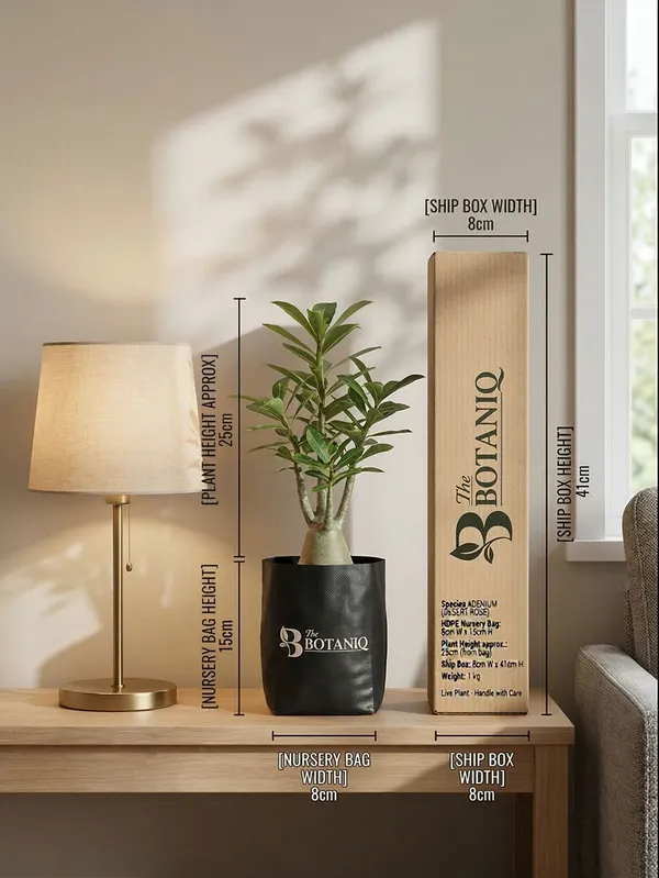 Adenium_Desert_Rose_Plant
